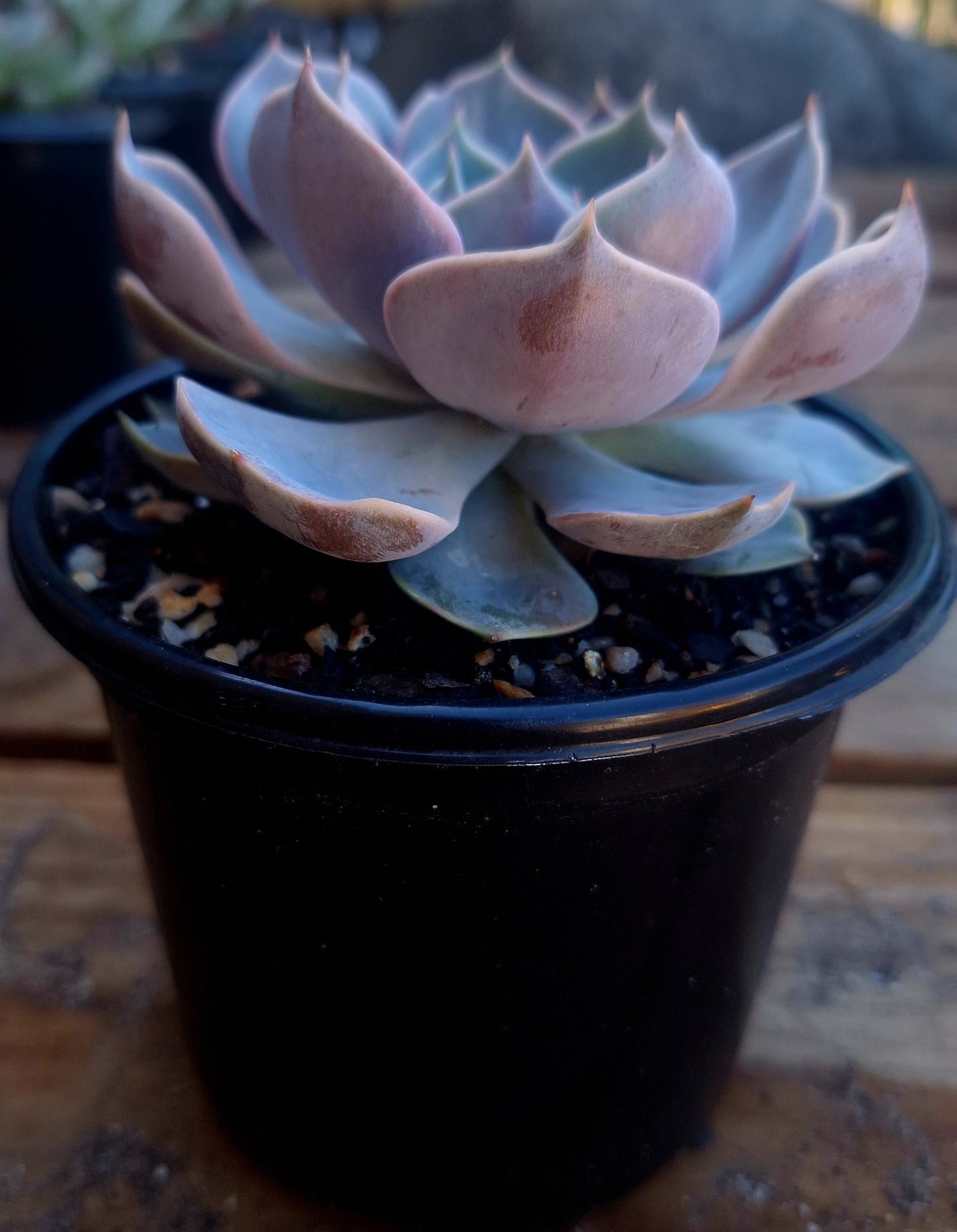Echeveria Morning Beauty