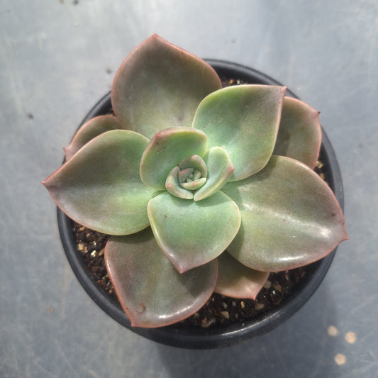 Echeveria Albert Bains