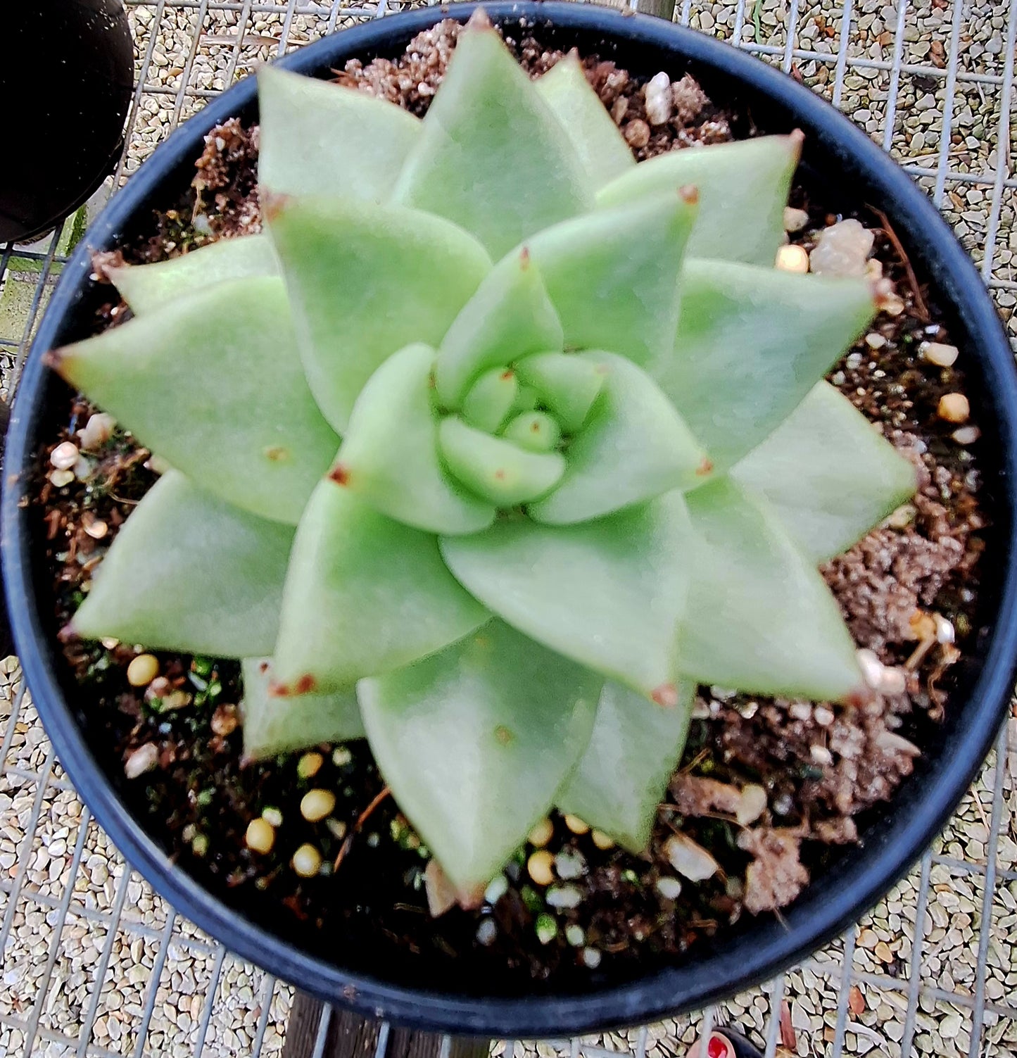 Agavoides hybrid
