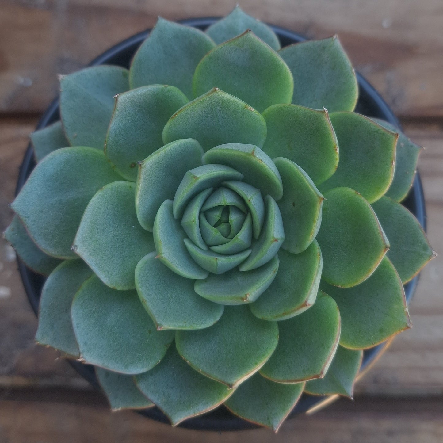 Echeveria Purpusorum