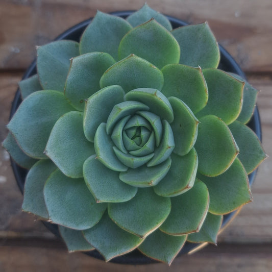Echeveria Purpusorum