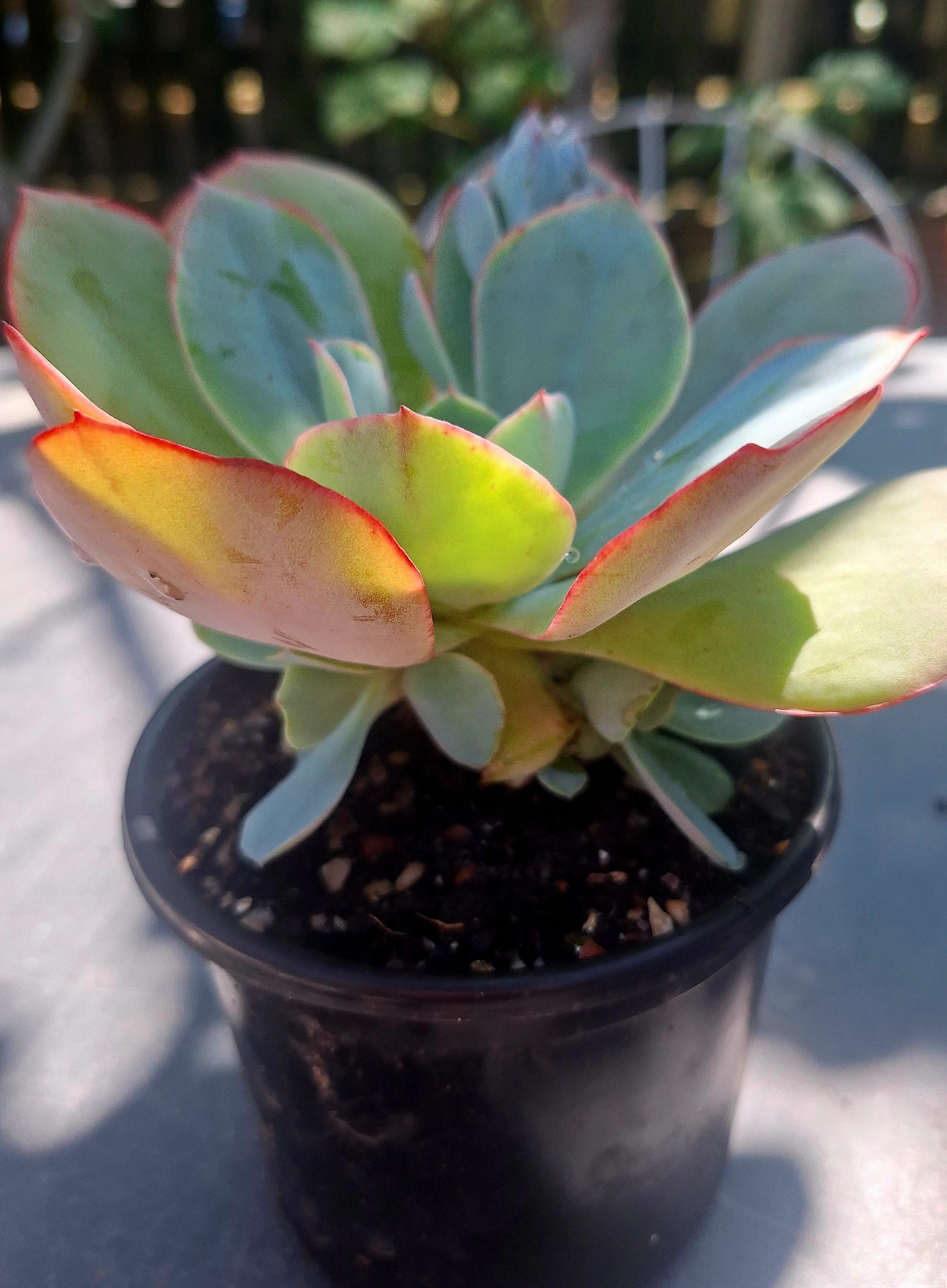 Echeveria Powder Blue