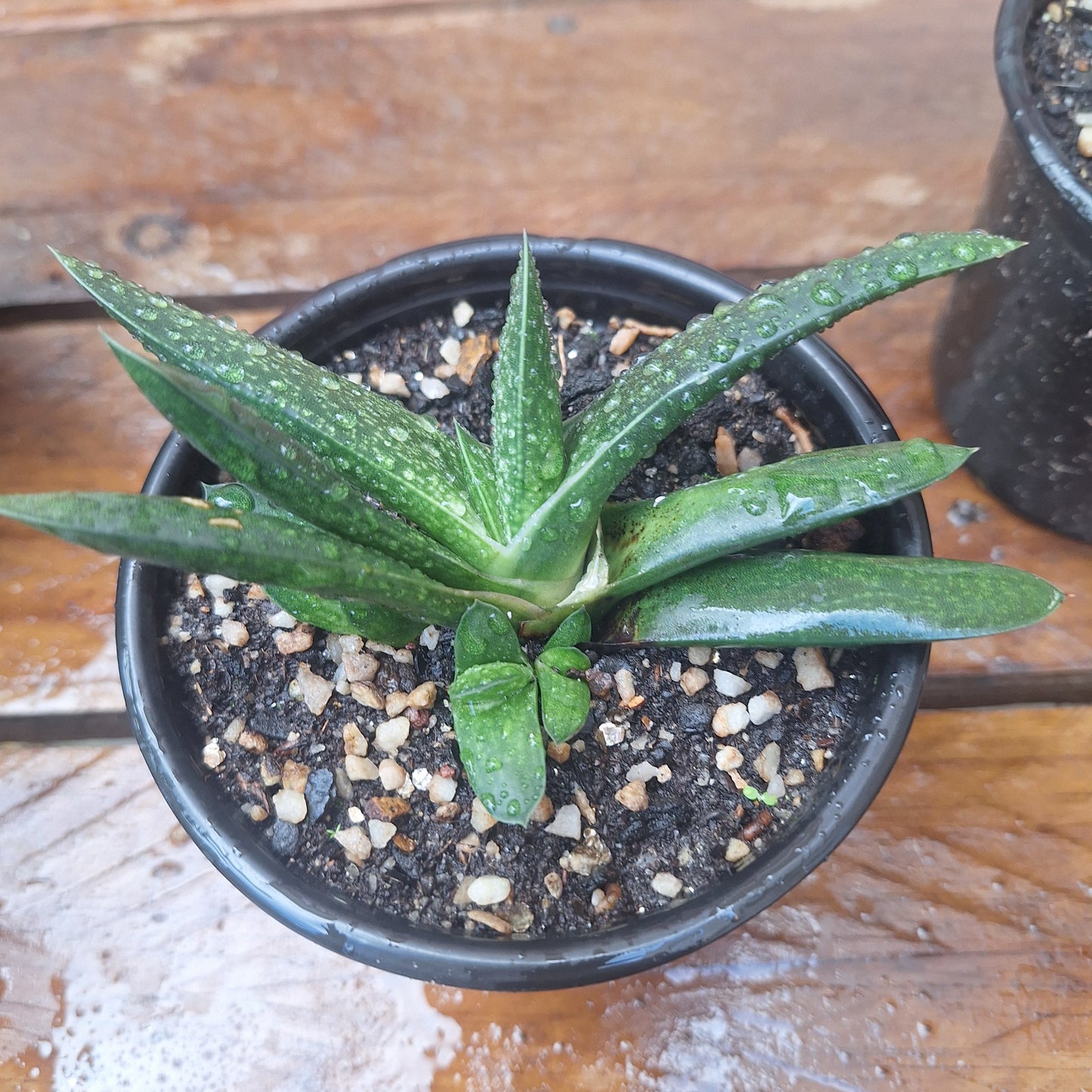 Gasteria Hybrid | Spotted Tongue Succulent