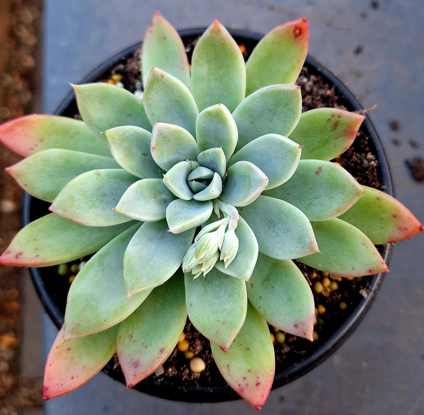 Graptoveria Opalina