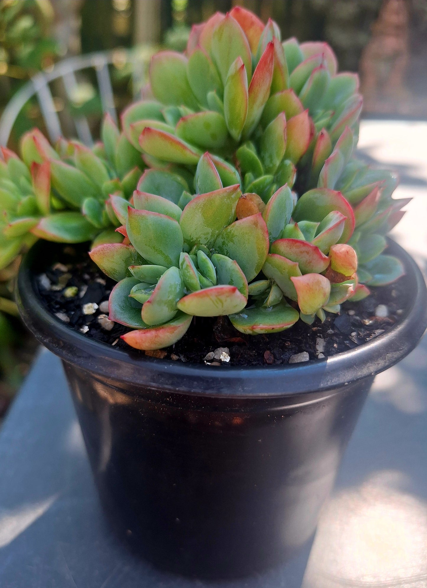 Echeveria Luella Cristata