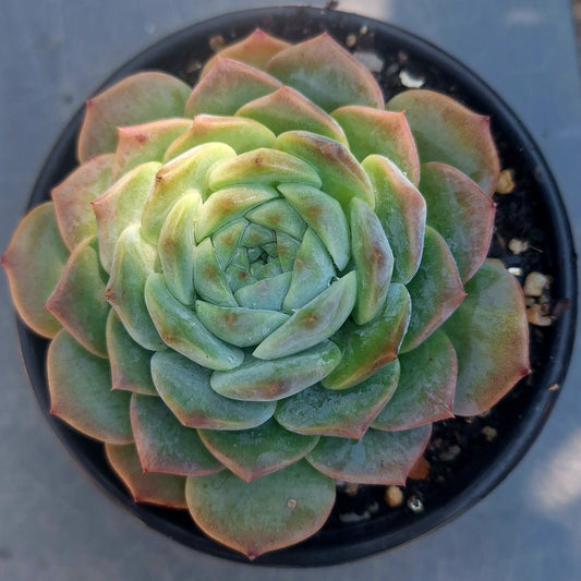 Echeveria Red Monroe