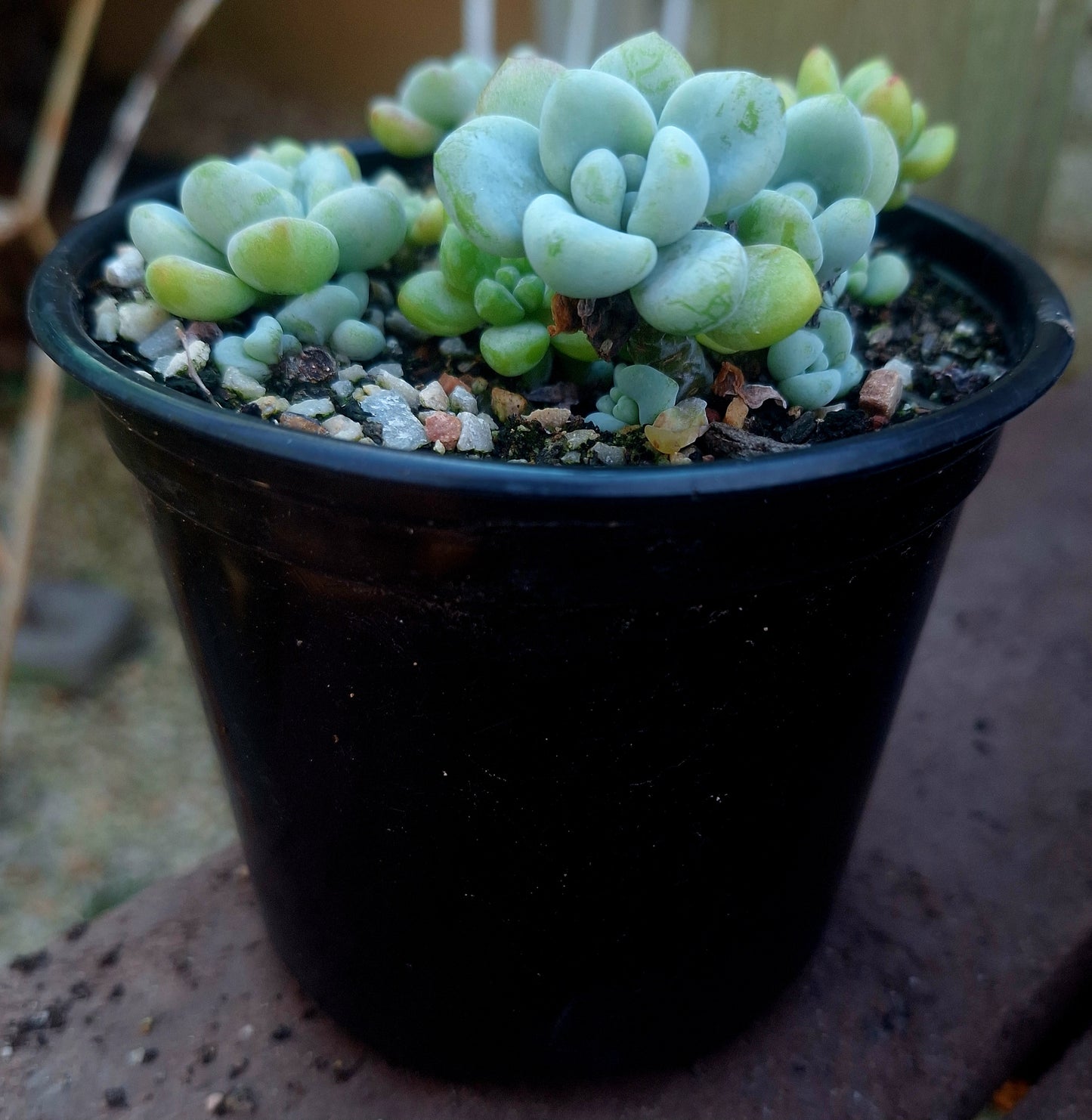Sedum Clavatum Fickle Prickles Cluster