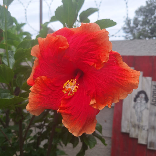 Hibiscus Charine