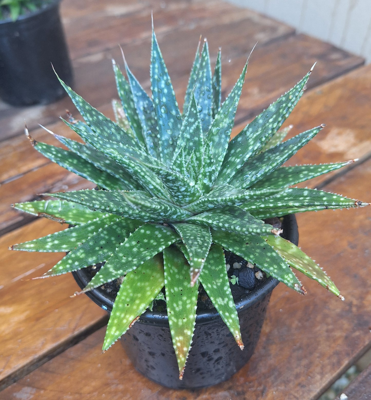 Gasteraloe 'Etwin' | Hybrid Succulent