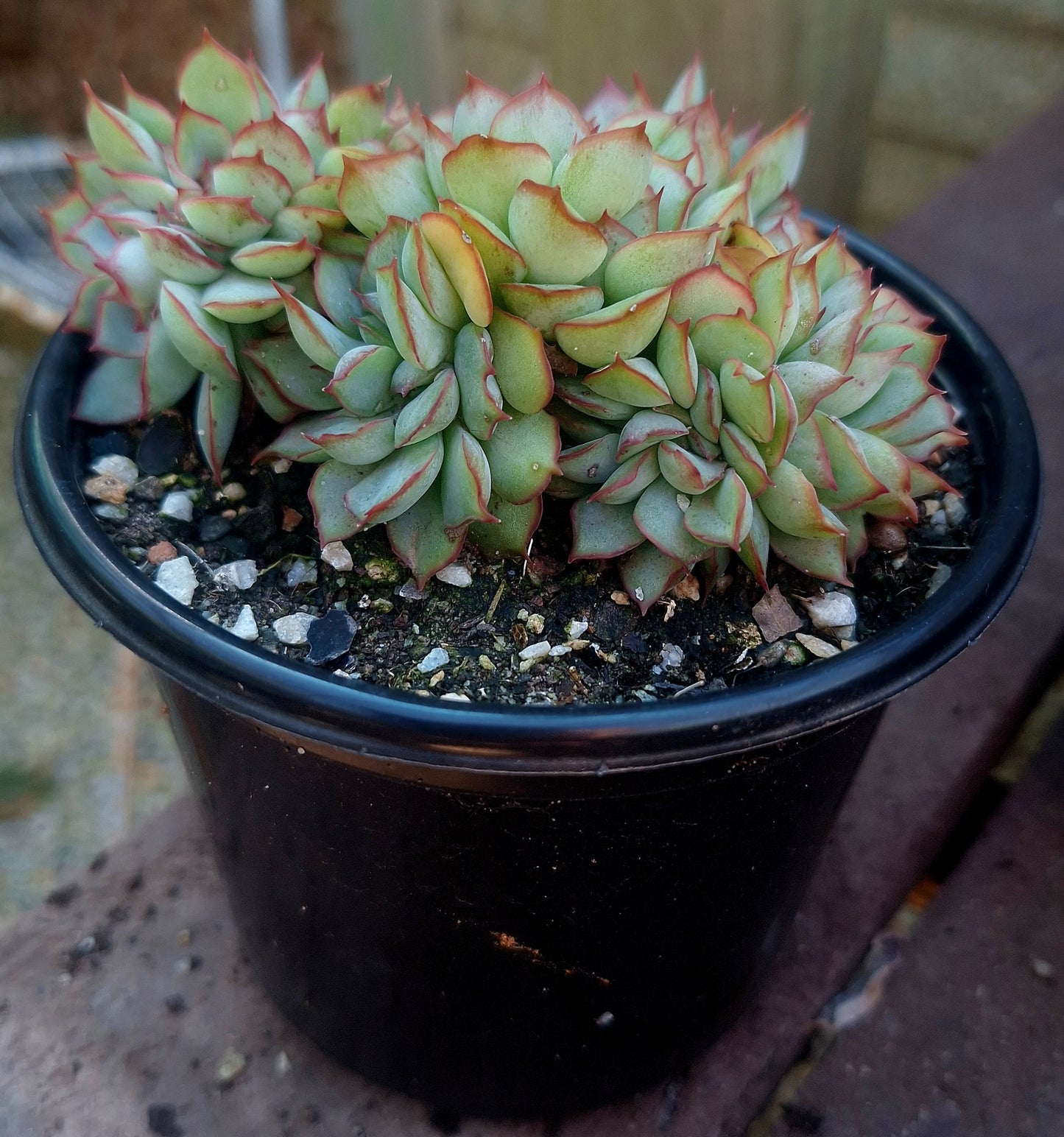 Echeveria Polidonis Cristata