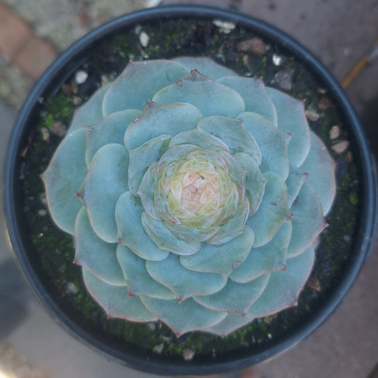Echeveria Red Velvet | Rare