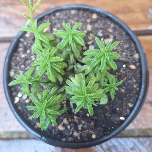 Taco Plant | Peperomia axillaris