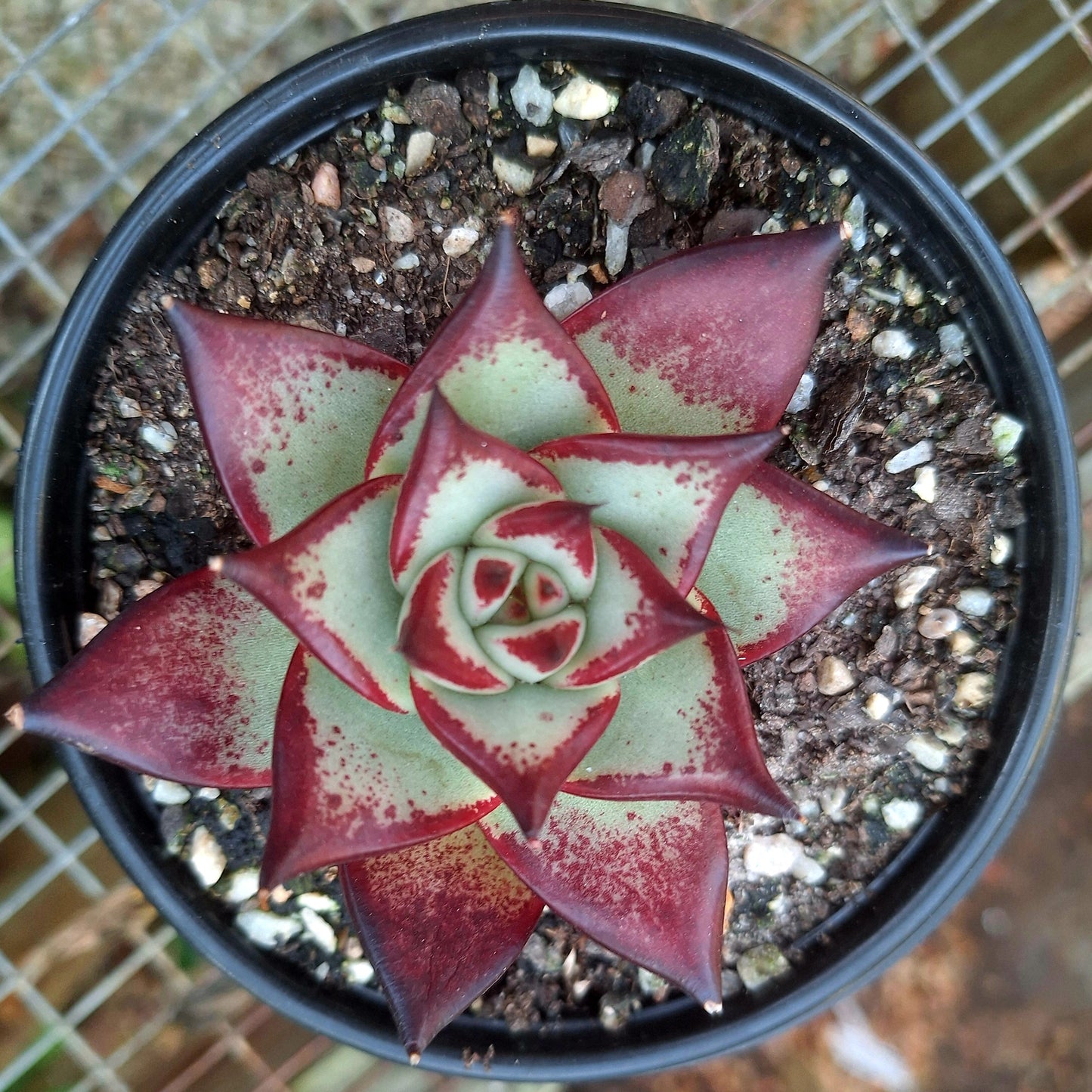 Echeveria Agavoides Ebony Red Juice