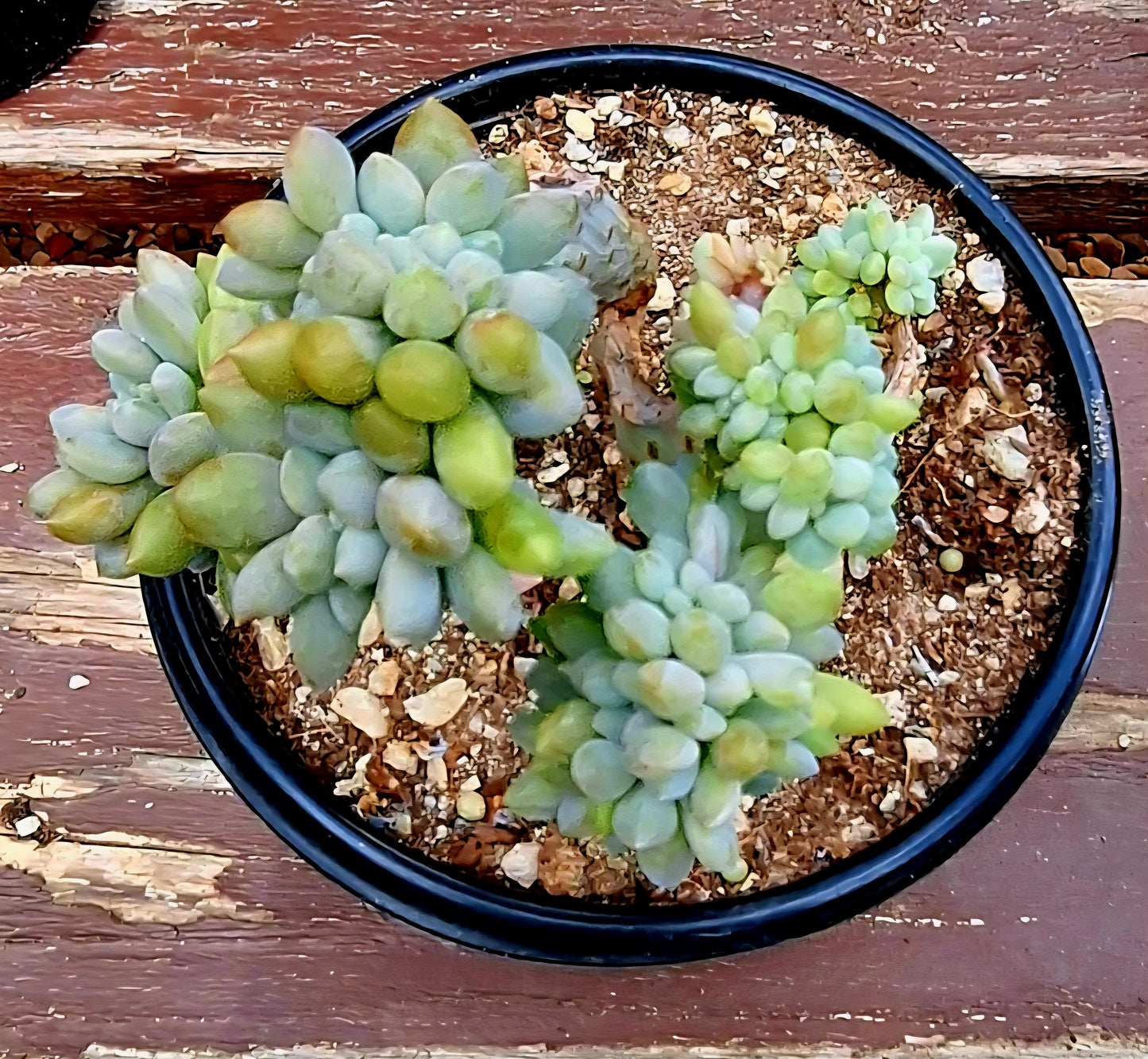 Crassula Cristata