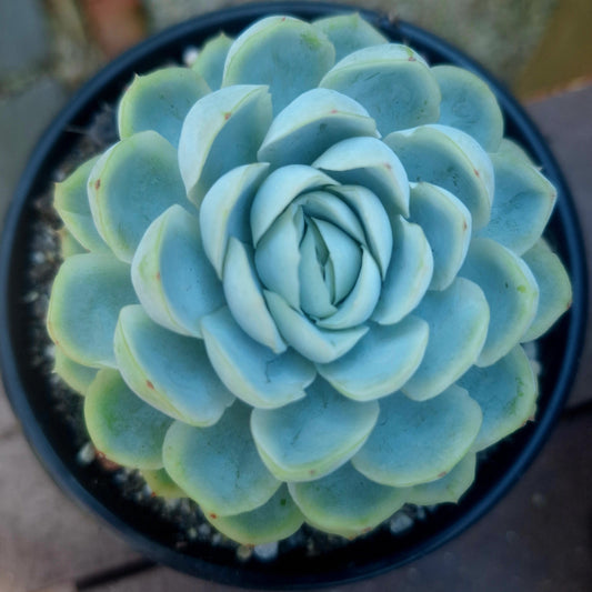 Echeveria Ice Berry