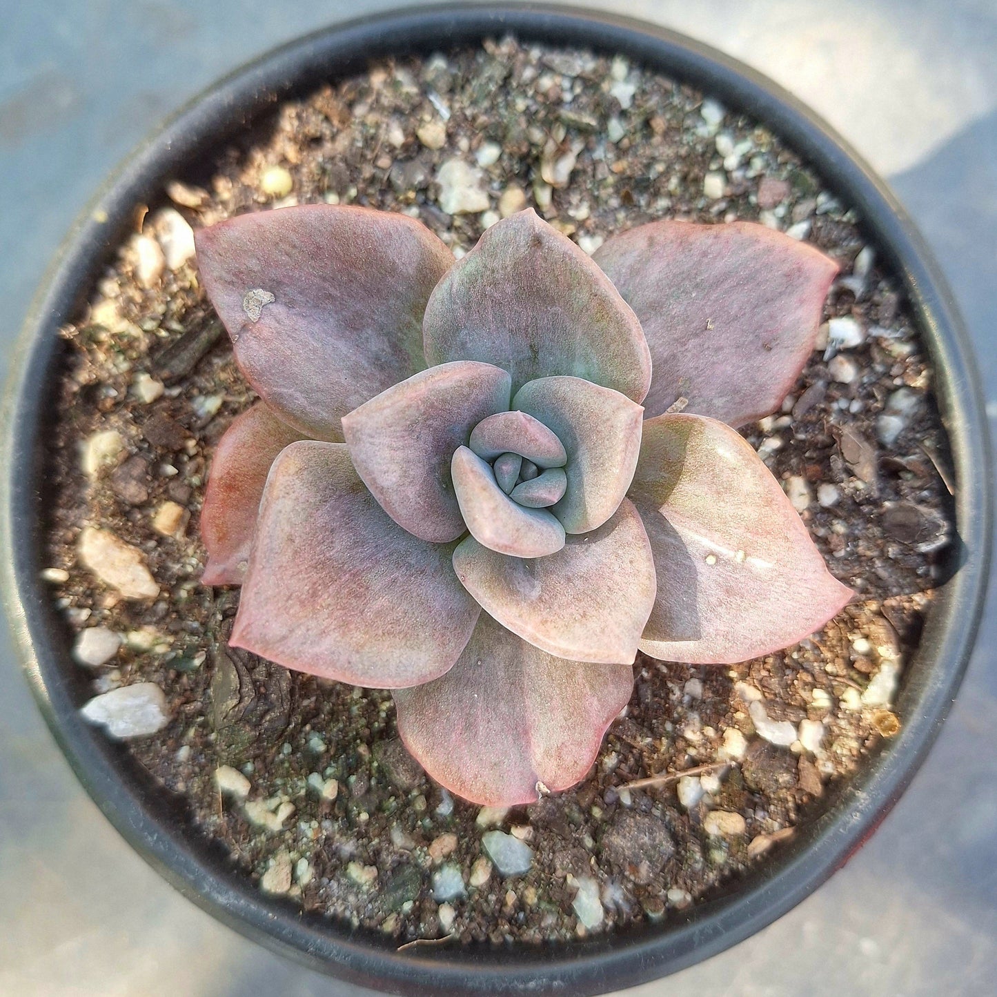 Echeveria Silver Prince Variegated