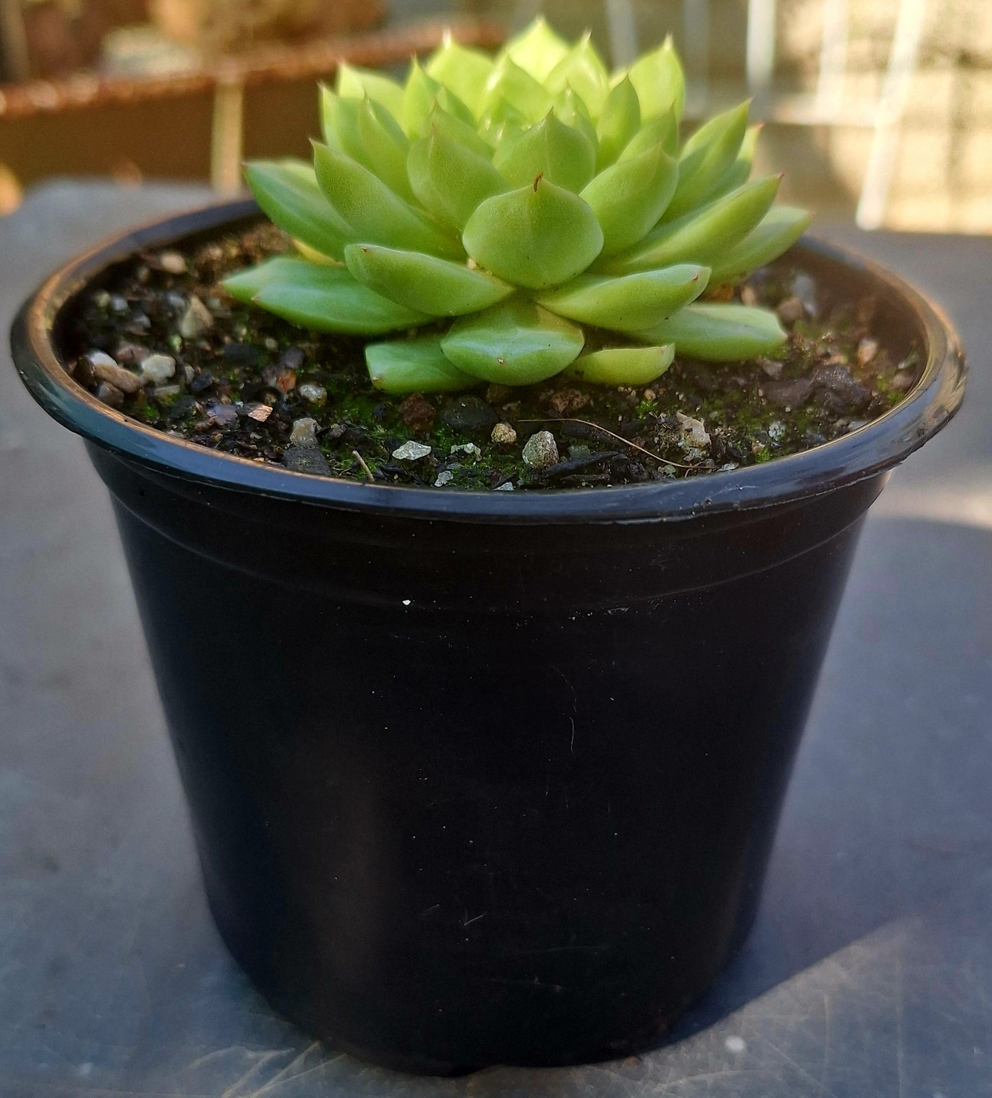 Echeveria Melgan