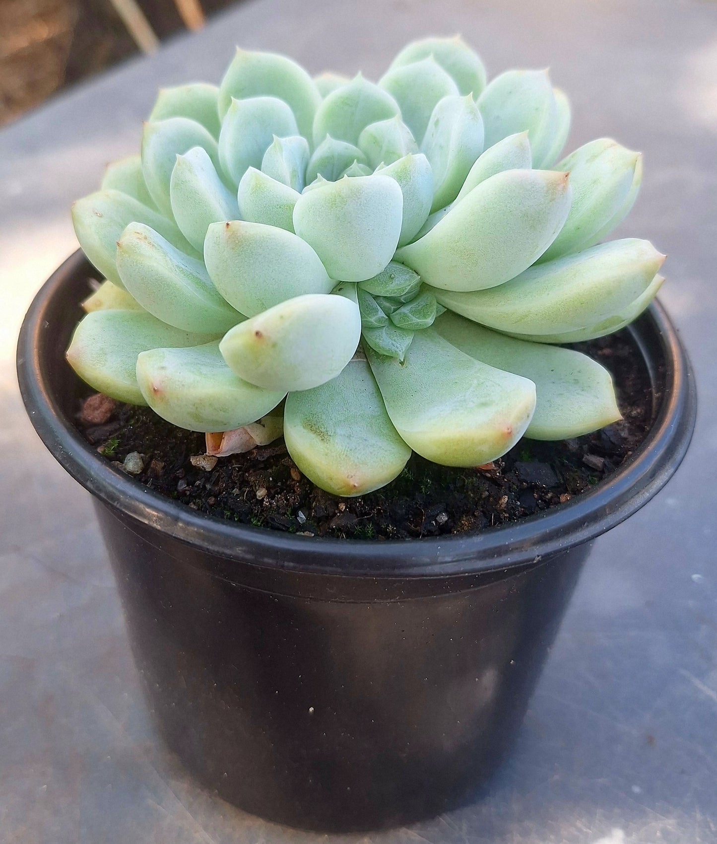 Echeveria White Ghost