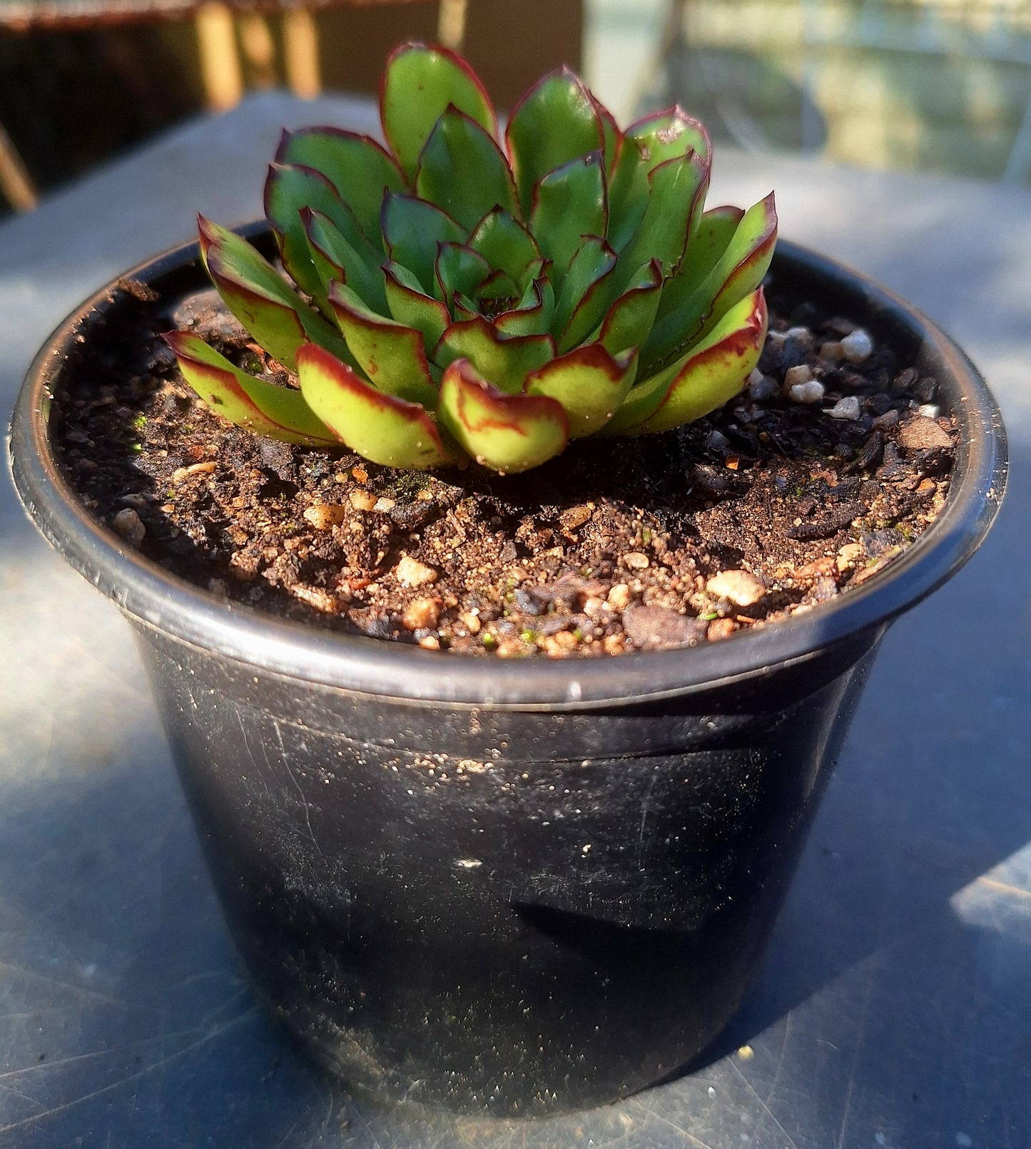 Echeveria Mexican Polidonis