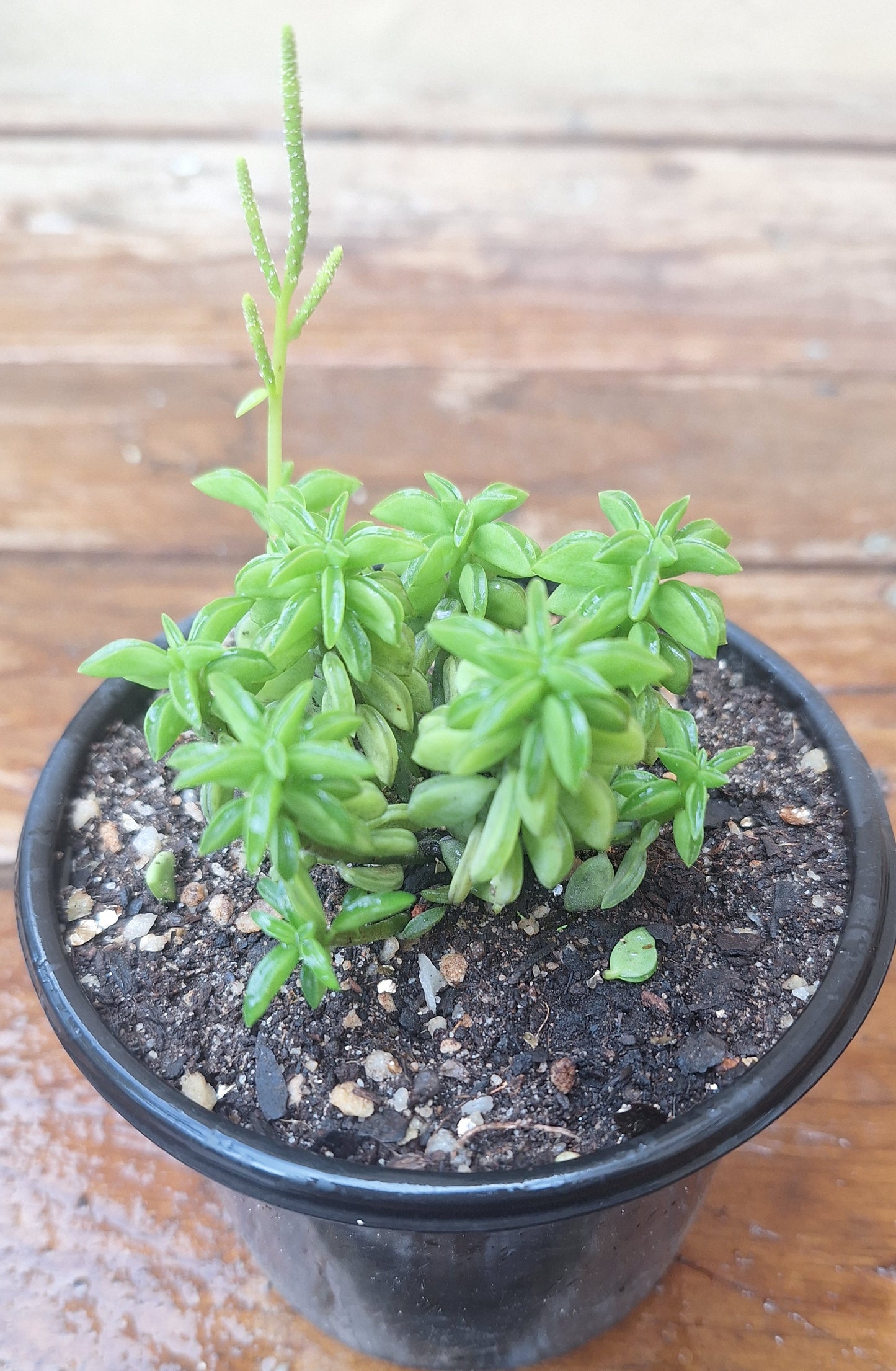 Taco Plant | Peperomia axillaris