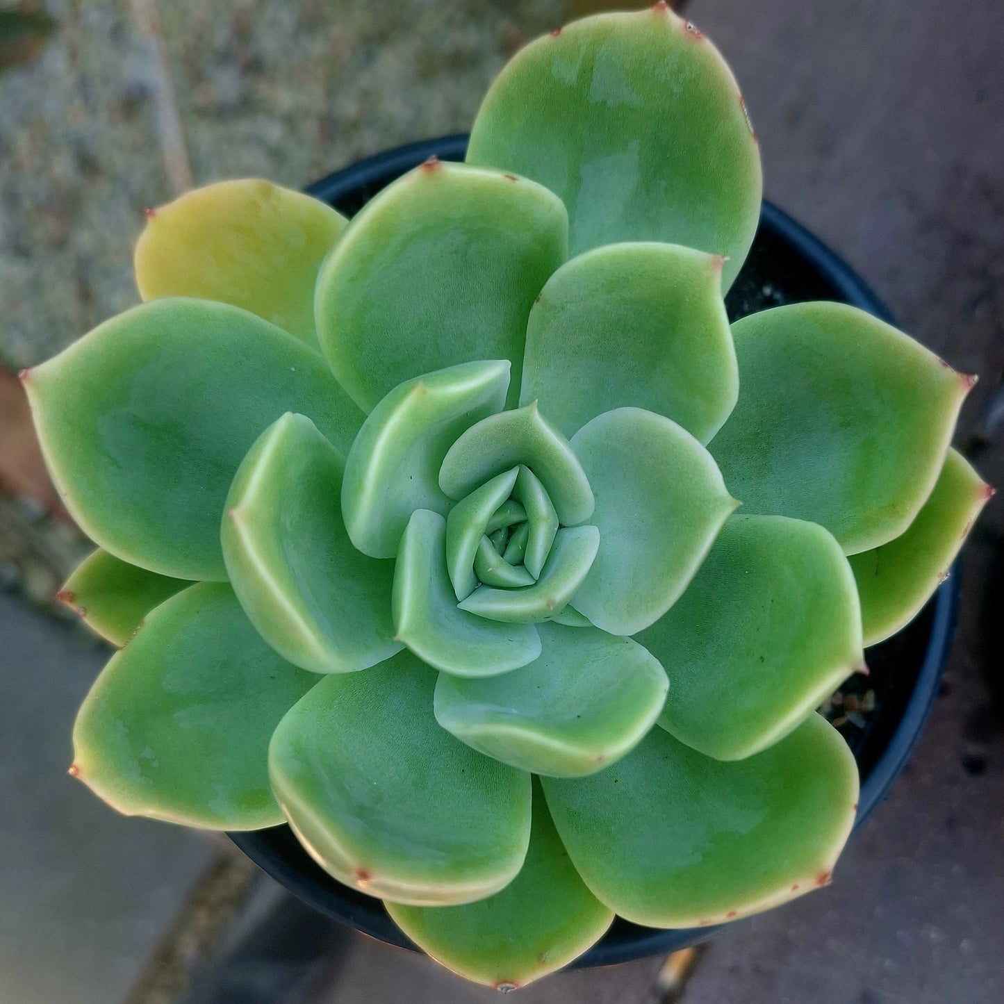 Echeveria Desert Jewel
