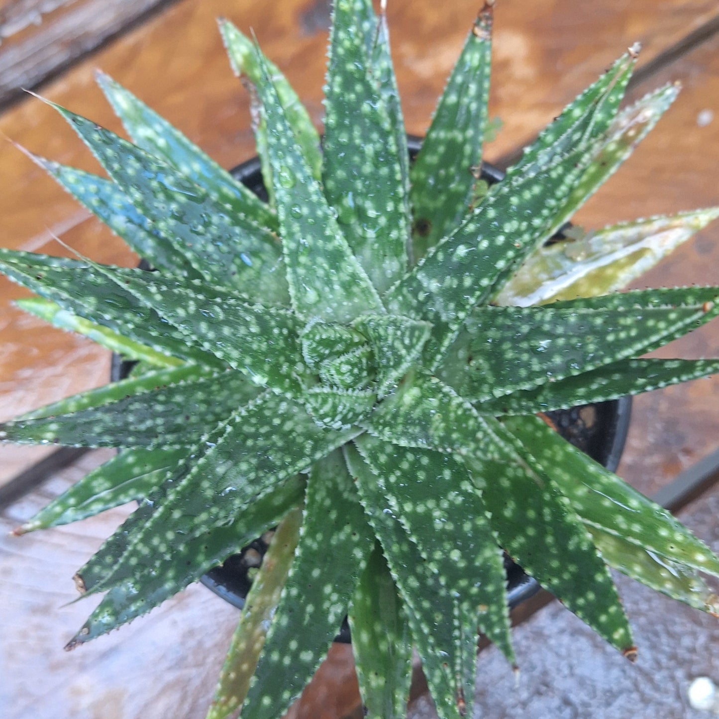 Gasteraloe 'Etwin' | Hybrid Succulent