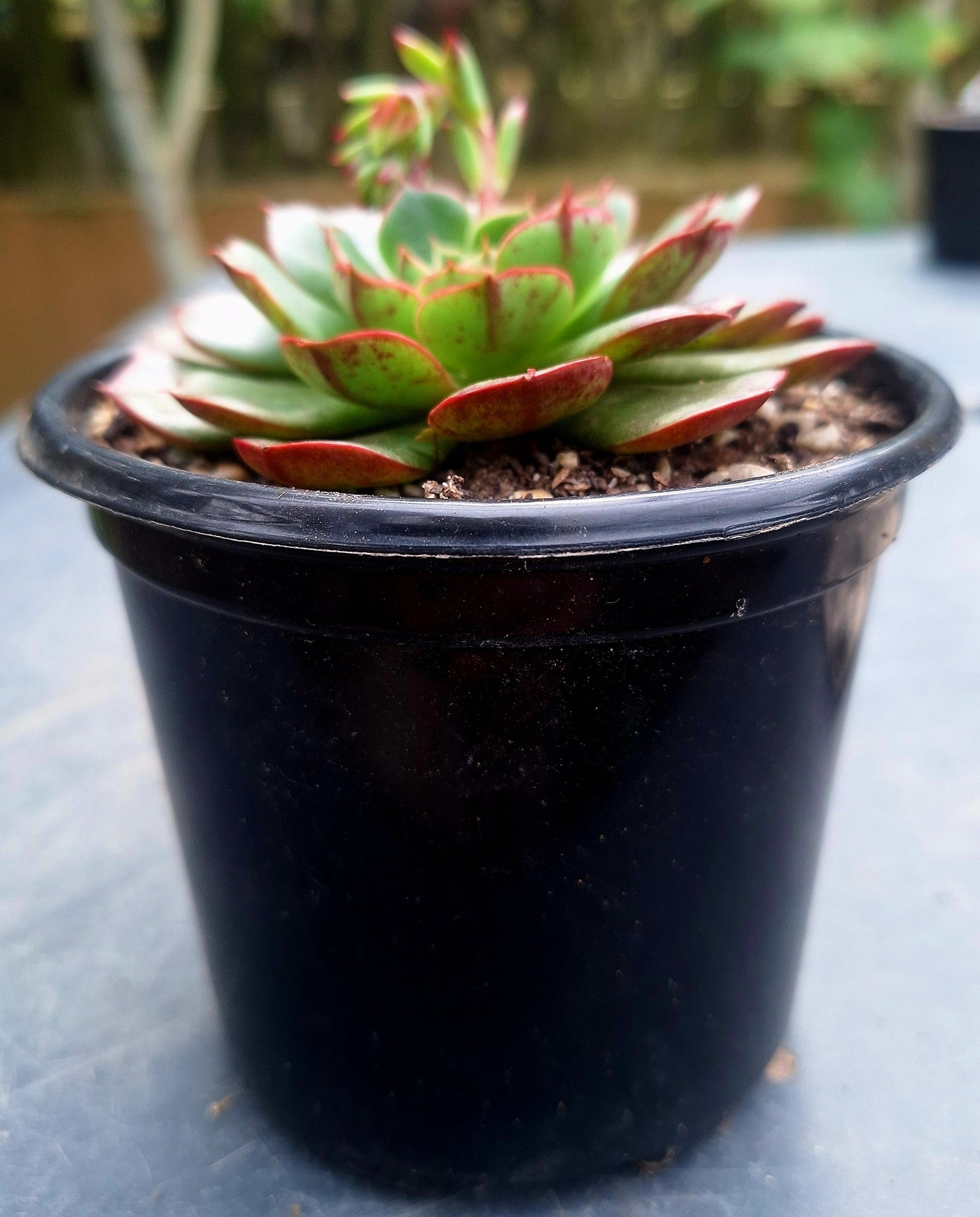 Echeveria Yangyin | Rare Collectors