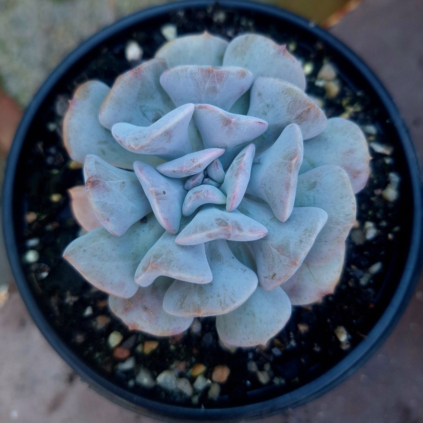 Echeveria Cubic Frost