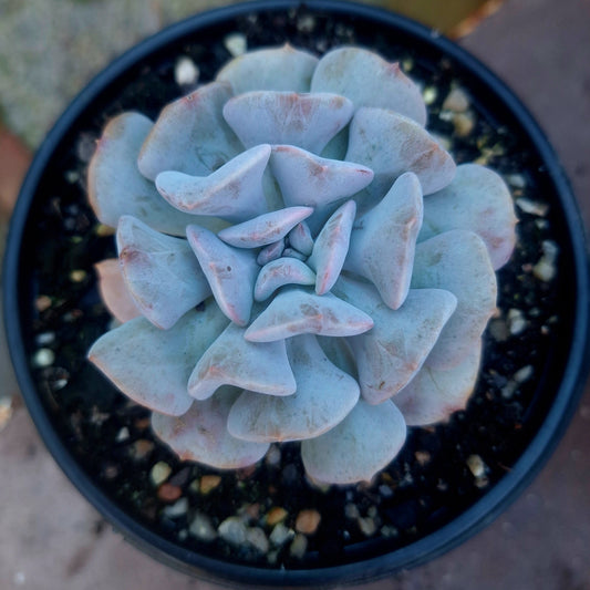 Echeveria Cubic Frost