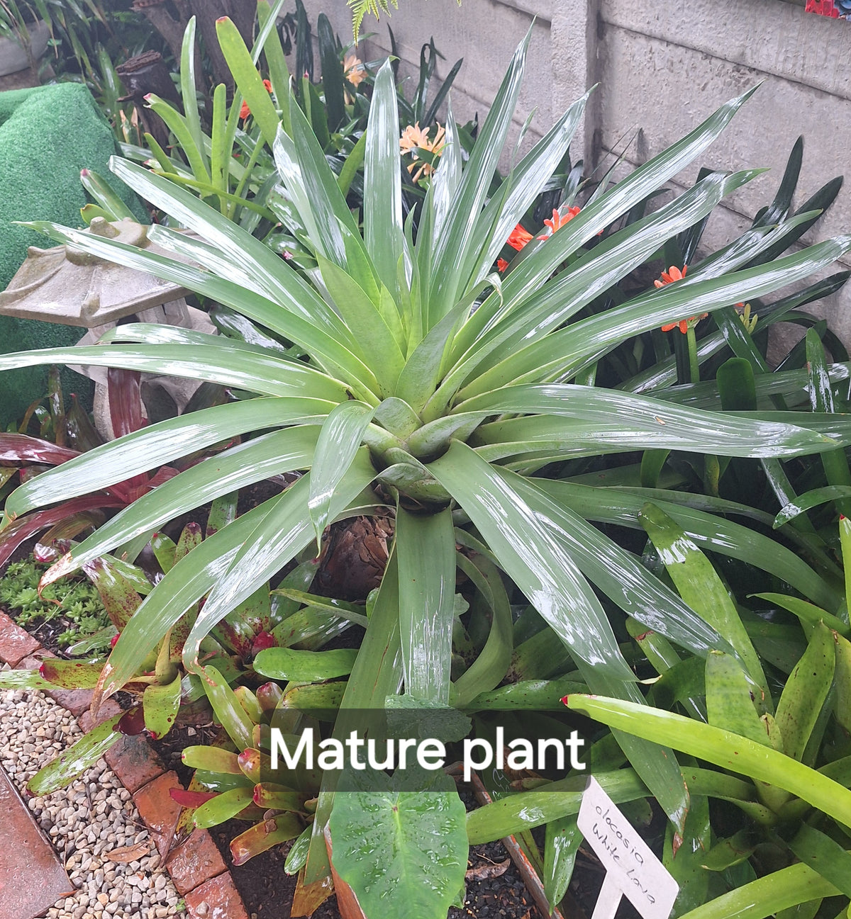 Mature Alcantarea glaziouana Giant Alcantarea Bromeliad with a broad glossy green rosette, grown in South Africa | Botanical at Nine
