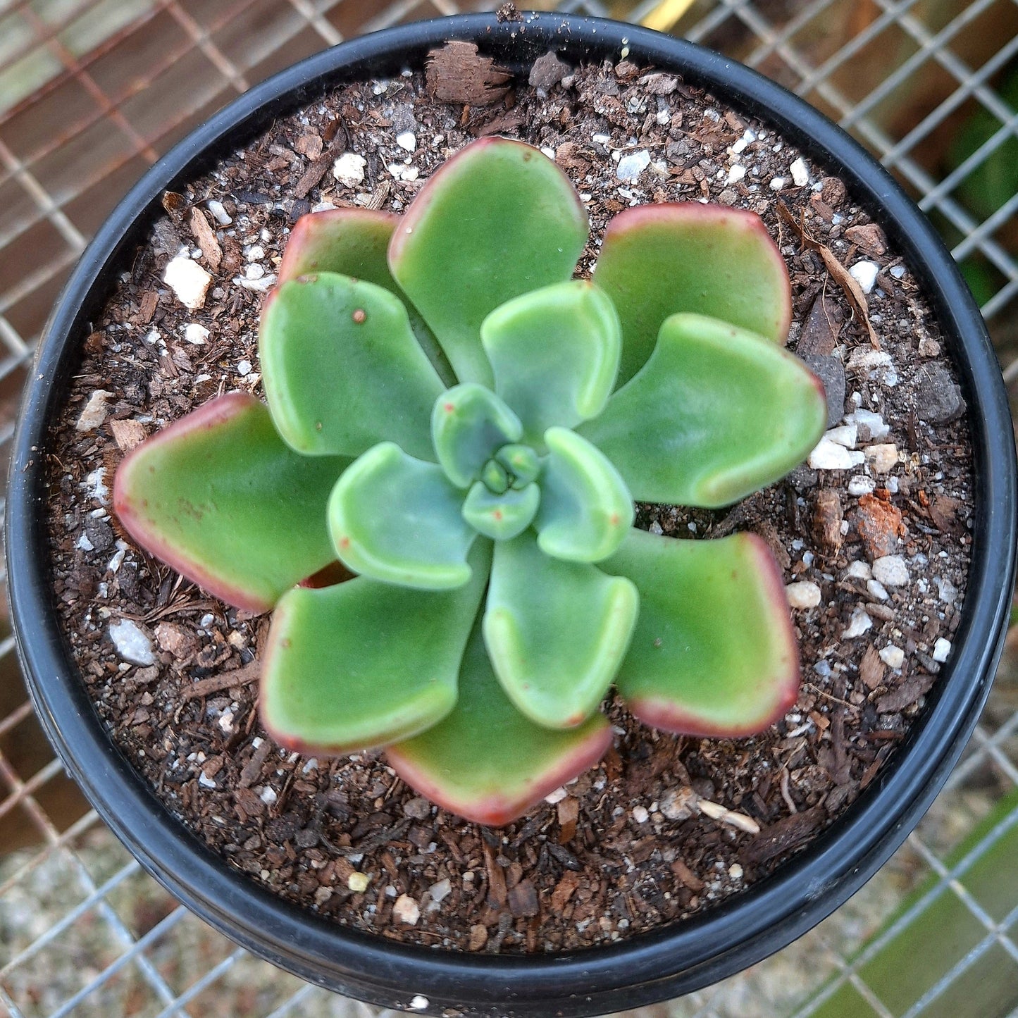 Echeveria Setosa Oteroii