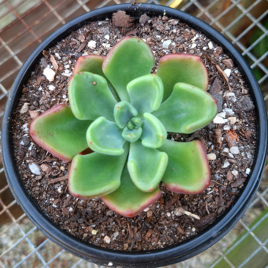 Echeveria Setosa Oteroii