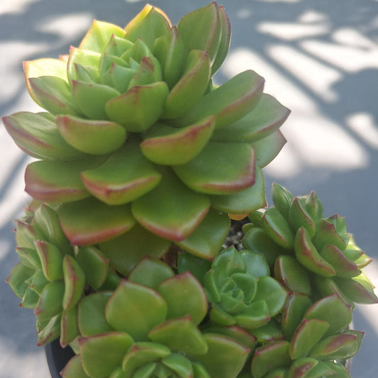 Echeveria Letichia Cluster