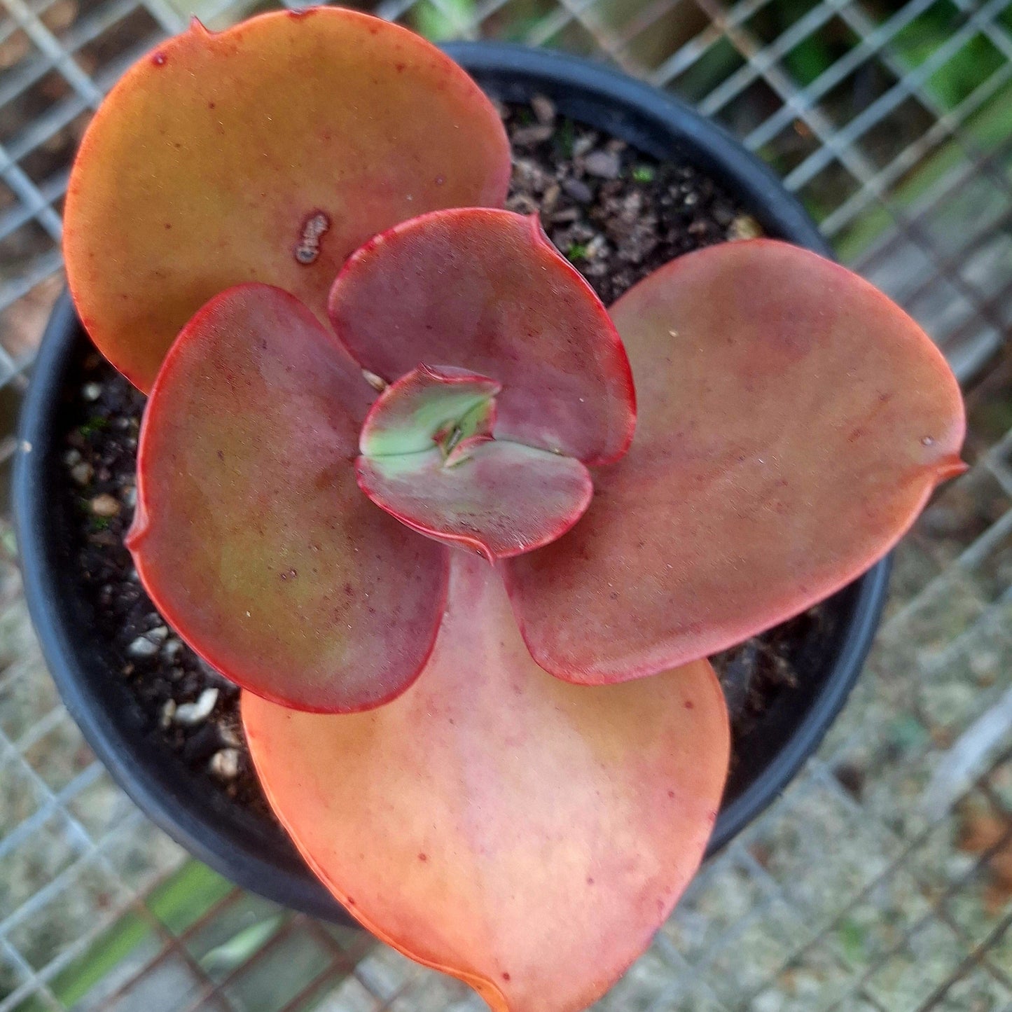 Echeveria Red Korea