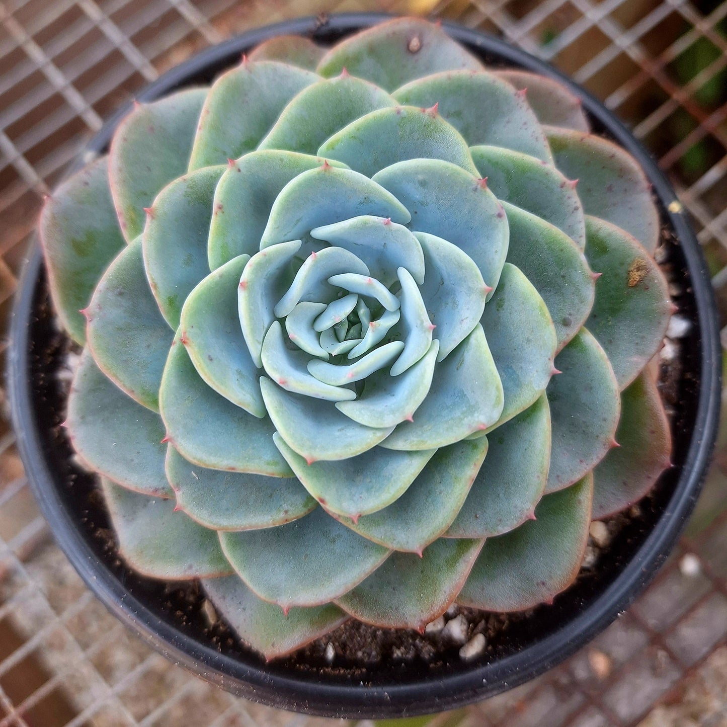 Echeveria Swirl
