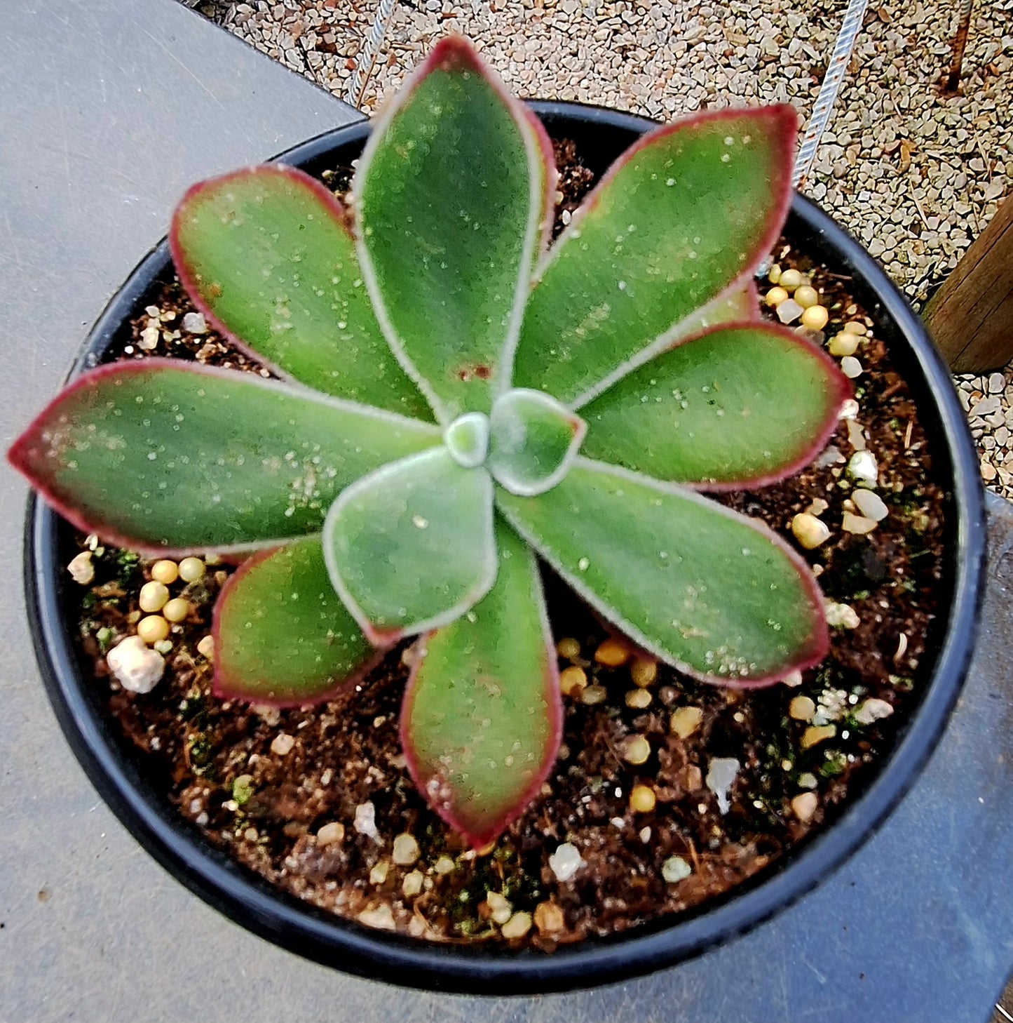 Pulvinata
