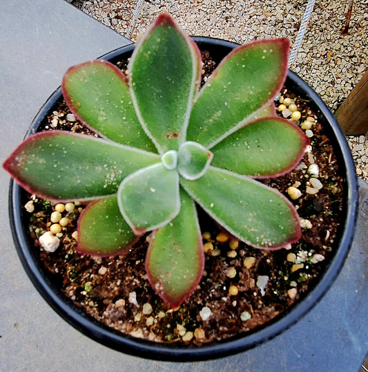 Pulvinata