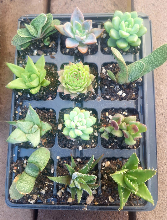 Succulent 12 Pack | Random Mix | Wedding Favours