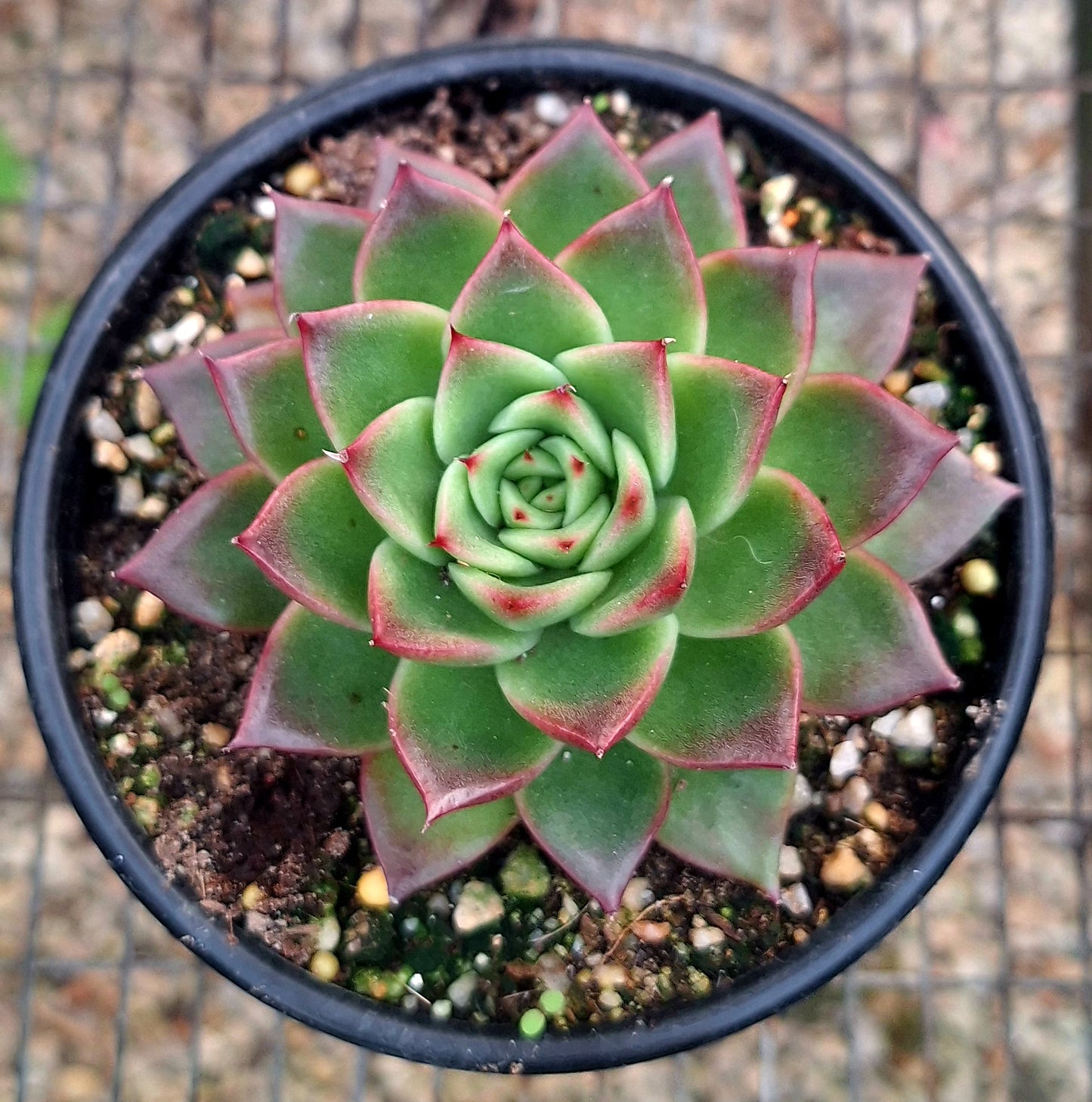 Agavoides Red