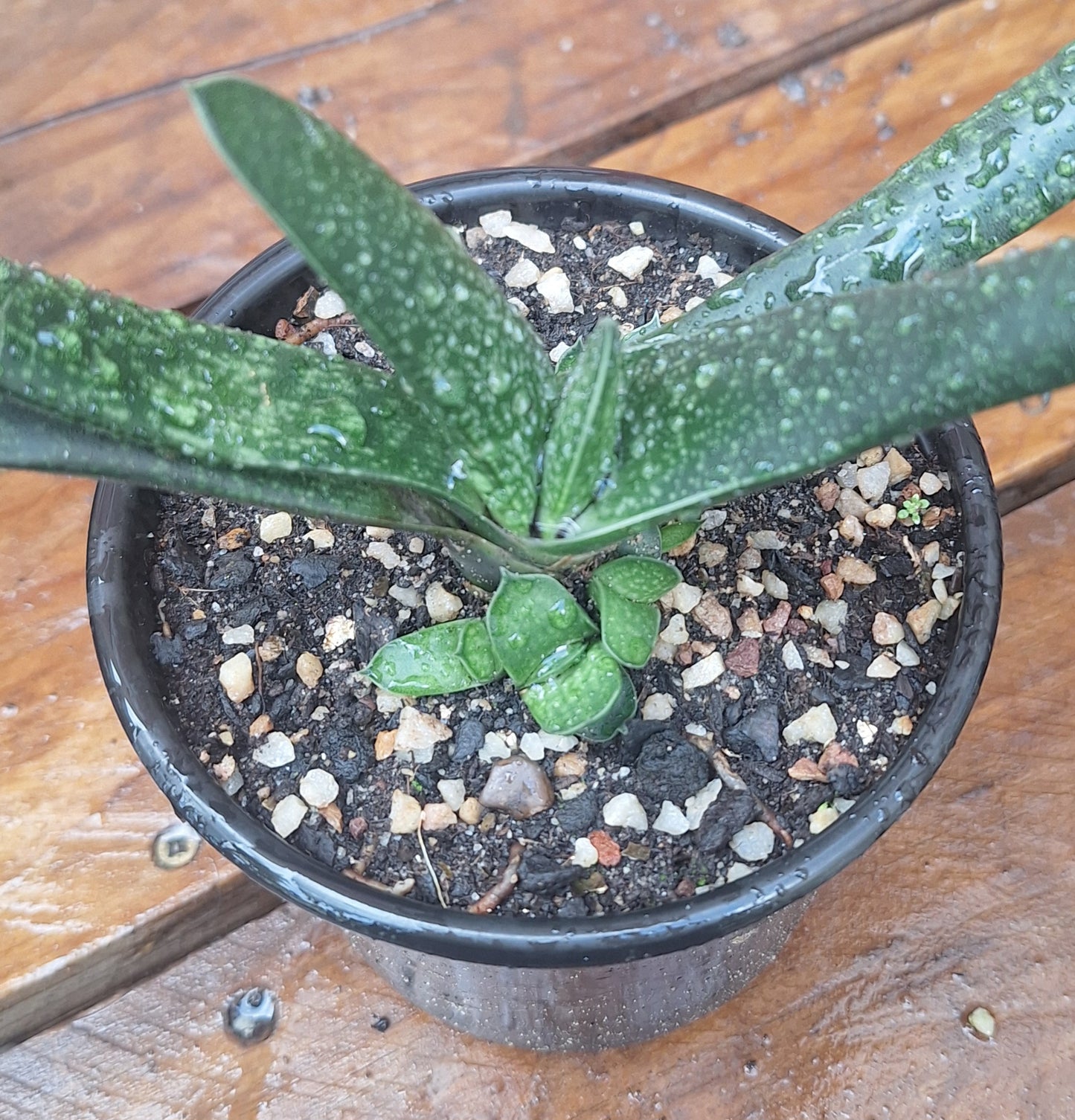 Gasteria Hybrid | Spotted Tongue Succulent