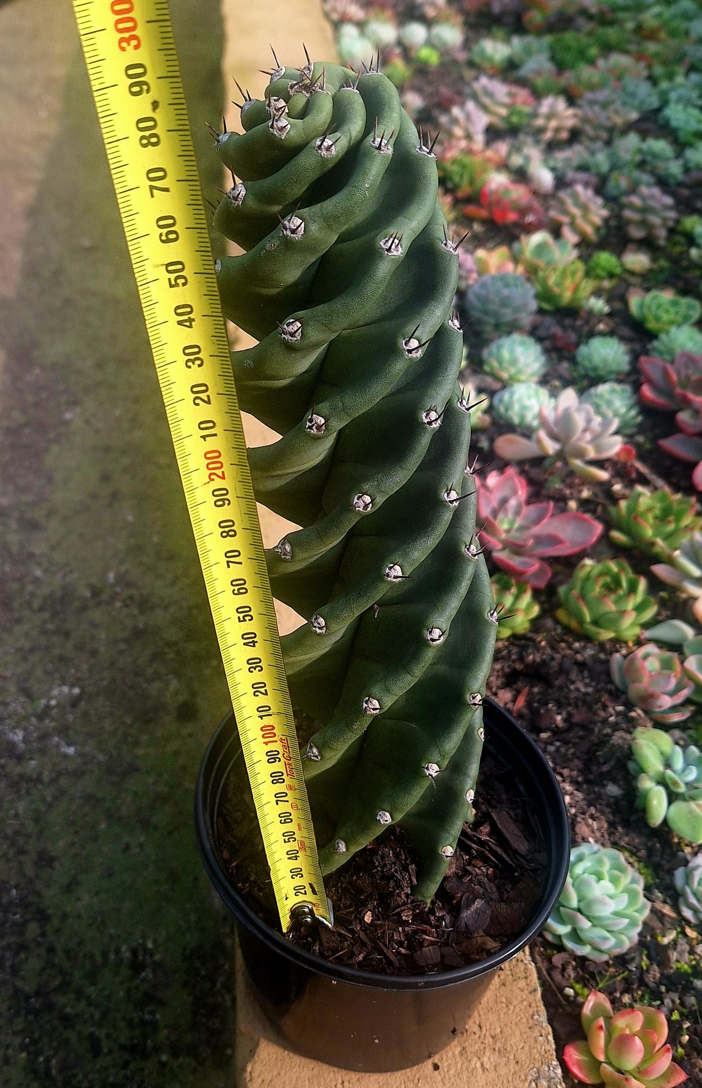 Spiral Cactus Cereus forbesii Spiralis natural spiral stem close-up – Botanical at Nine
