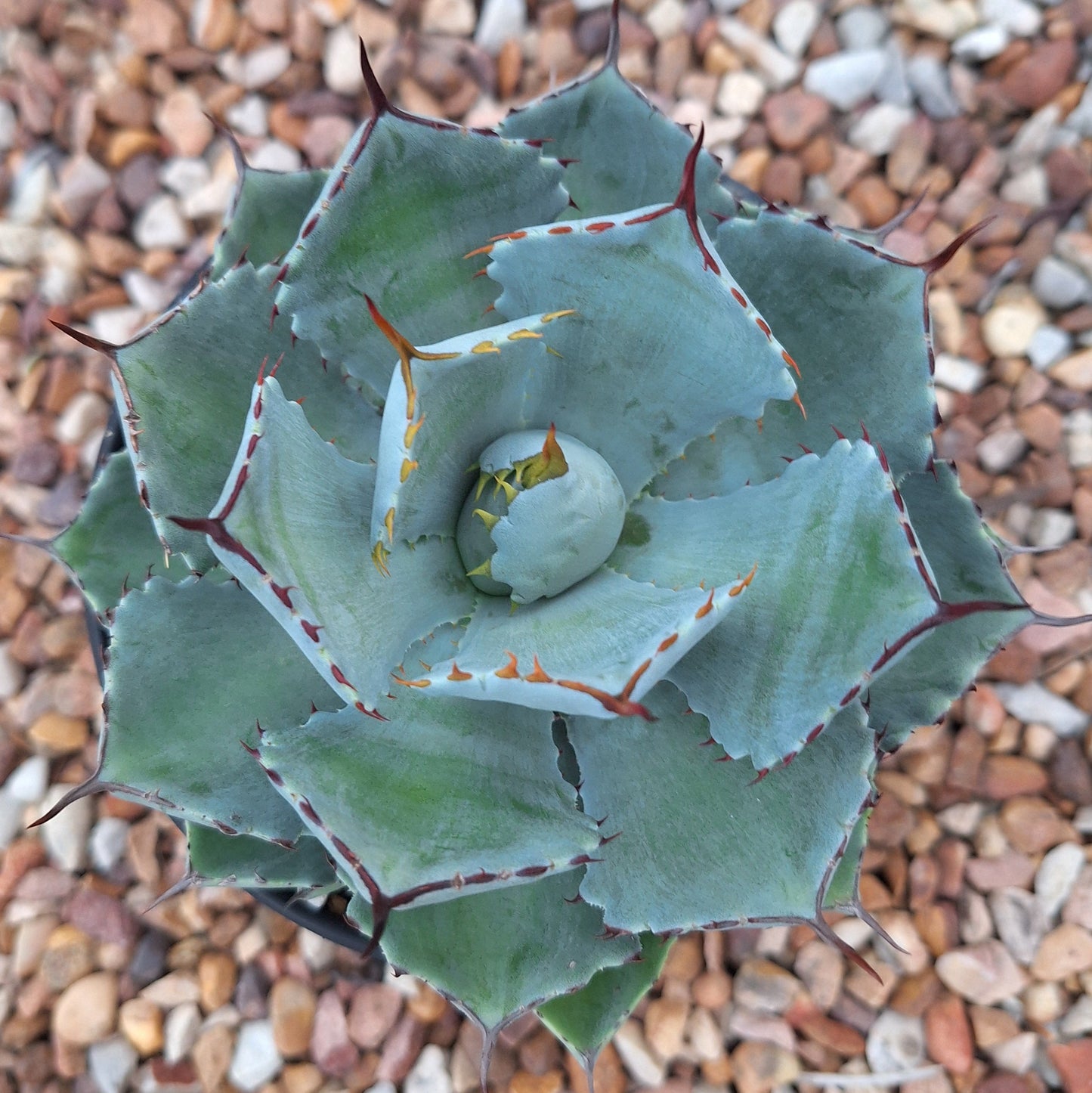 Agave Potatorum