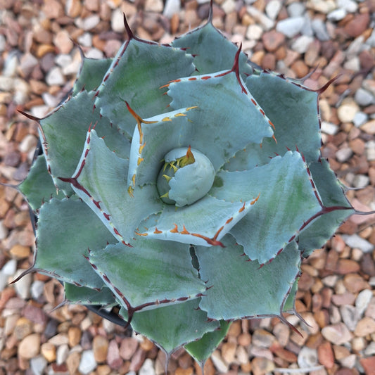 Agave Potatorum