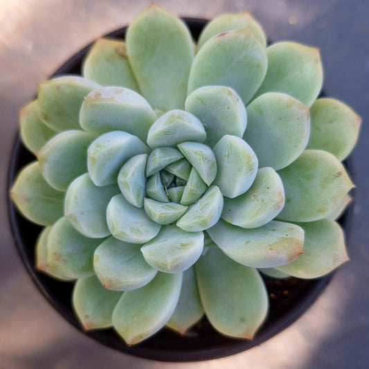 Echeveria White Ghost