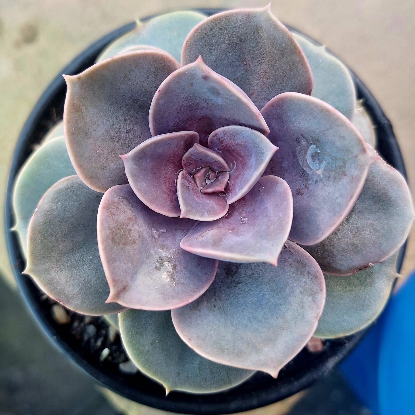 Echeveria Pearl von Nürnberg