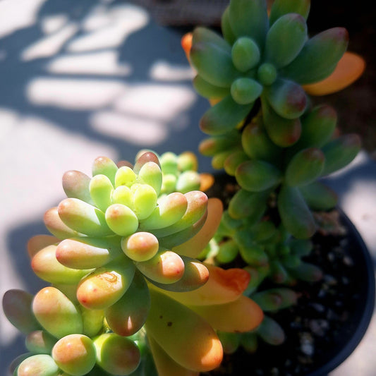 Sedum pachyphyllum ‘Fat Star’ Rare