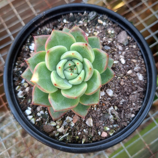 Echeveria La Jolla Rare