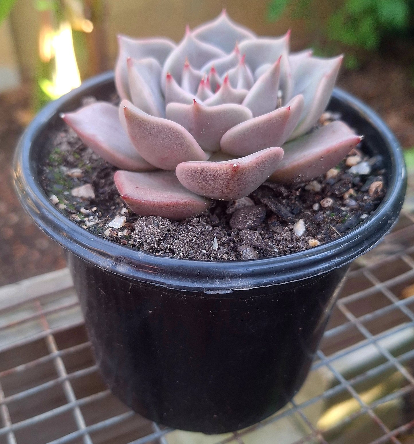 Echeveria Madiba