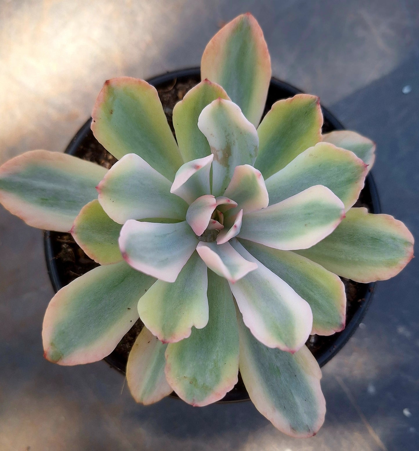 Echeveria Hoveyi Variegated | Rare Collectors