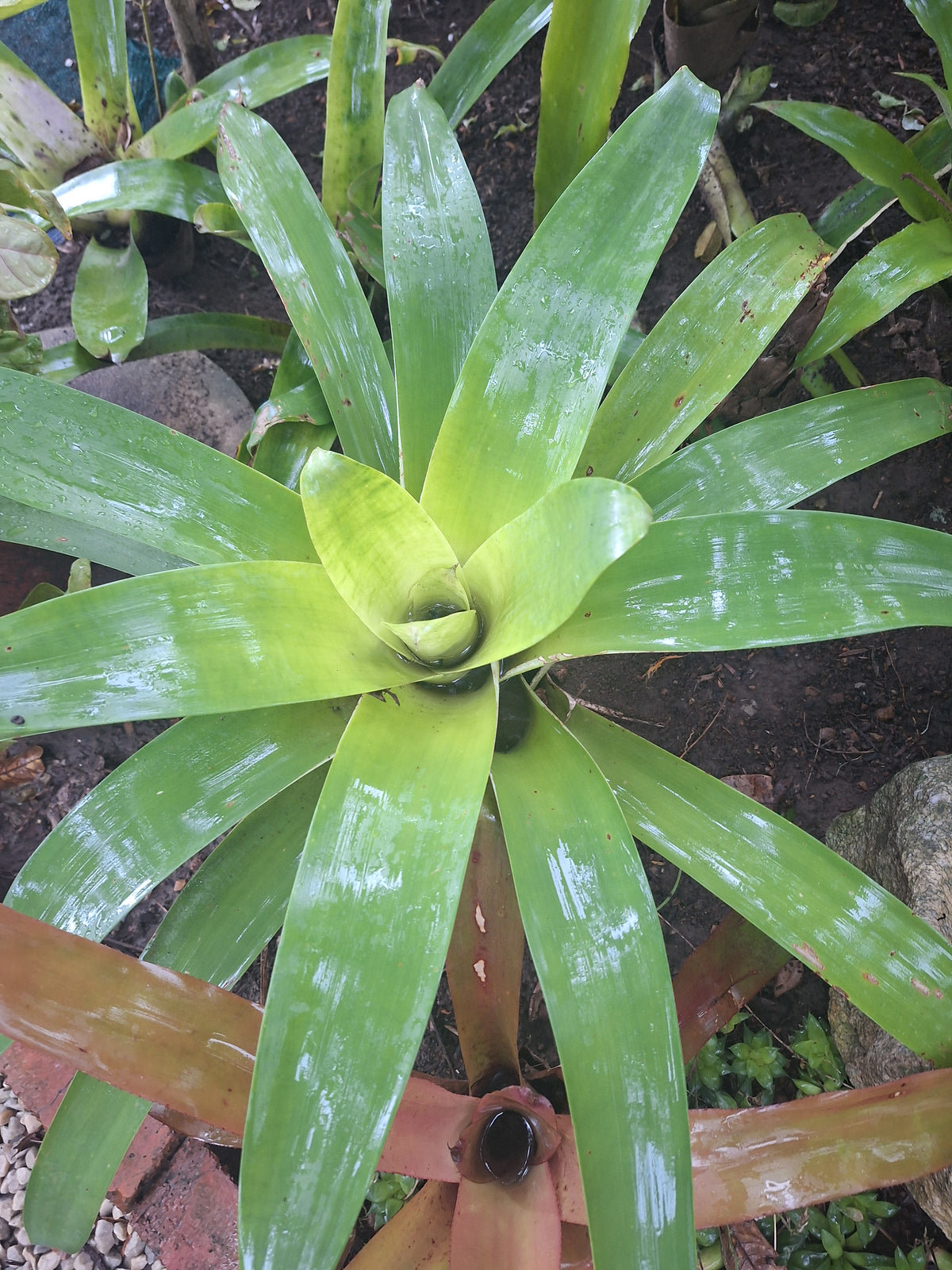 Actual Alcantarea imperialis Imperial Bromeliad plant available for sale, available from Botanical at Nine
